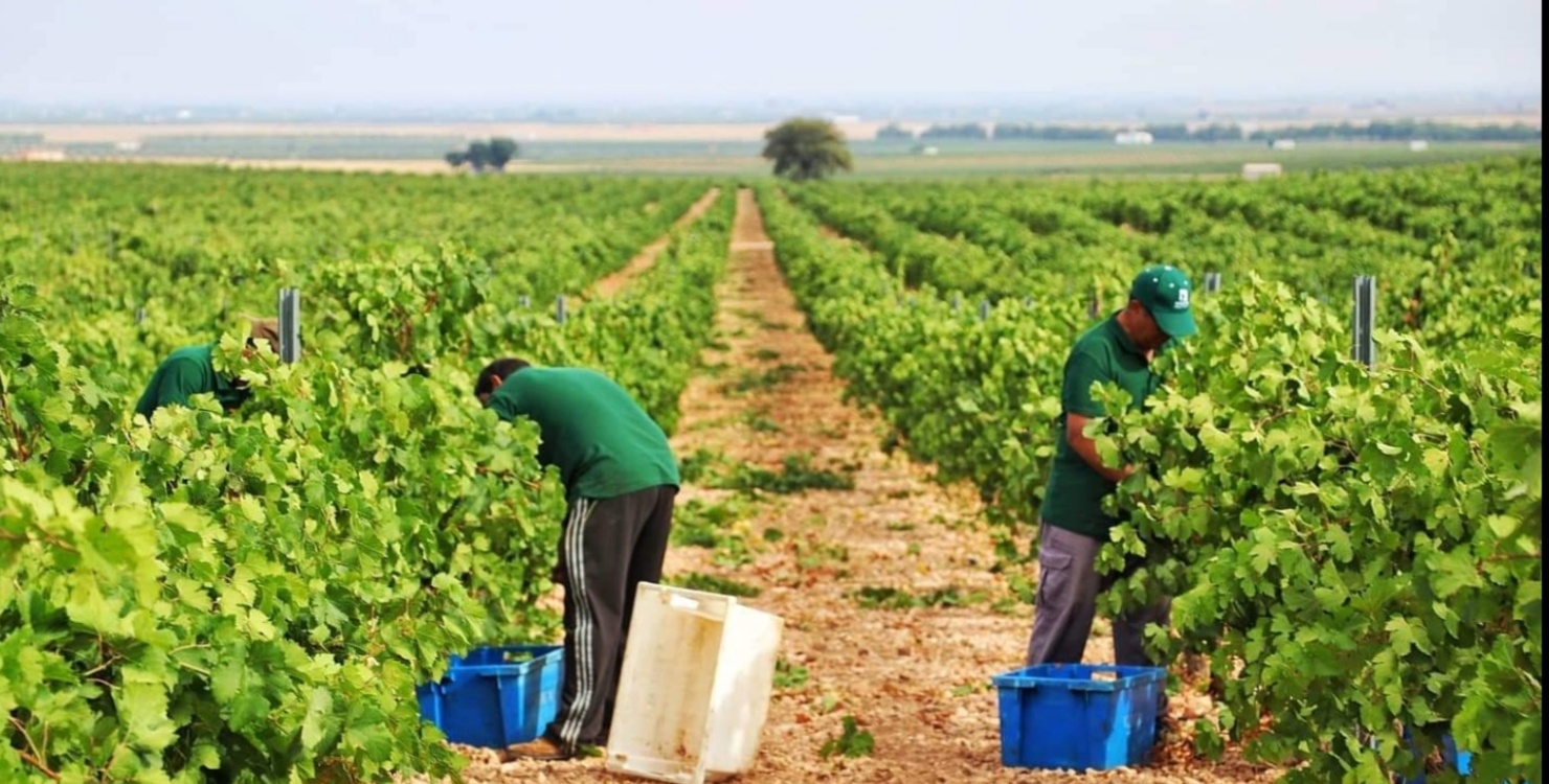 Bodegas Celaya, Espagne