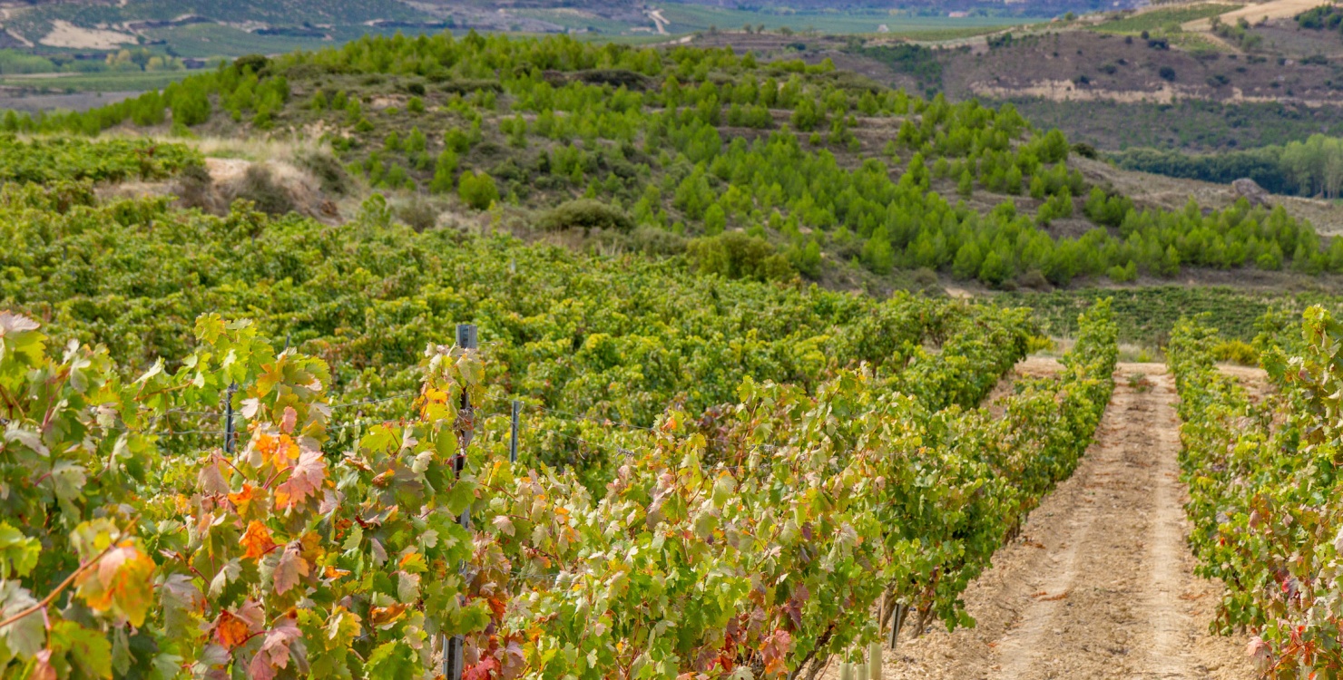 Castillo de Mendoza, Espagne