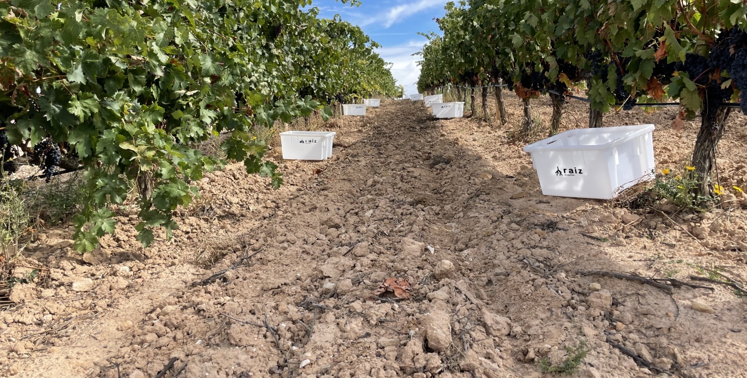 Raiz de Guzmàn, Espagne