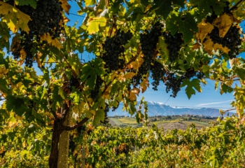 Lunaria, Italie, Abruzzes