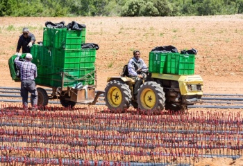 Bodegas Angosto, Espagne, Valence