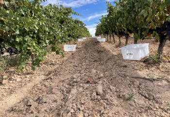 Raiz de Guzmàn, Espagne, Ribera del Duero